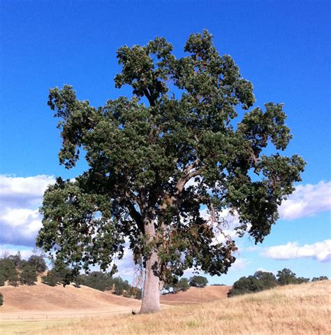 Maybe you would like to learn more about one of these? UFEI - SelecTree: A Tree Selection Guide