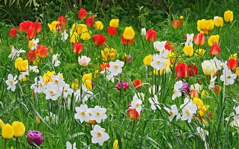 Top 9 Early Spring Flowers That Are Easy To Grow With Expert