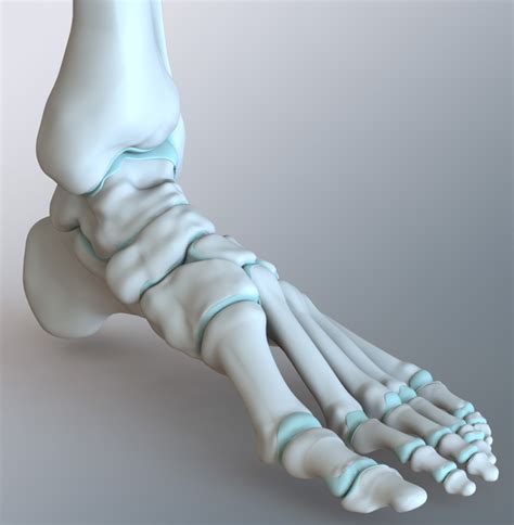 Human Foot Skeleton Anatomy Skeletal Series 11 The Human Foot