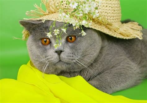 Photos Of Cats Wearing Hats Thriftyfun