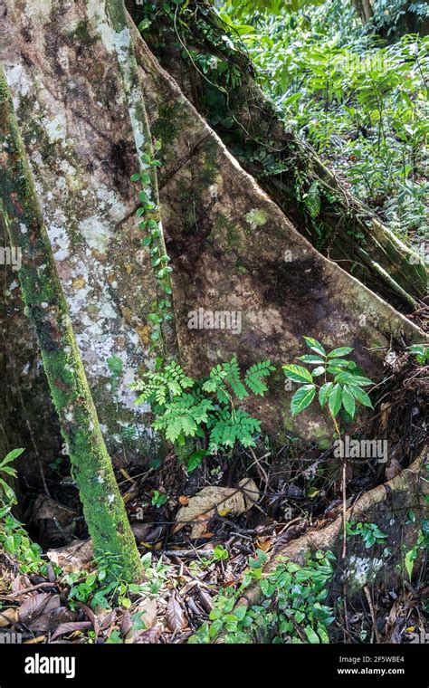 Rainforest Tree Bark High Resolution Stock Photography And Images Alamy