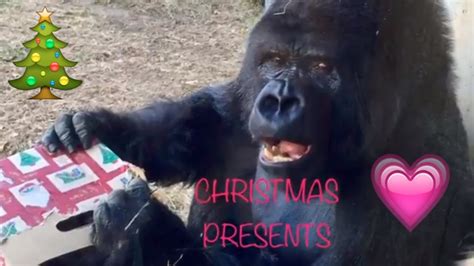Christmas For Gorillas Youtube