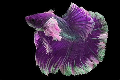 The Purple Betta A Unique Fish For A Unique Aquarium