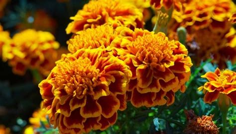 Check spelling or type a new query. Do Marigolds Keep Rabbits Out Of Garden | Fasci Garden
