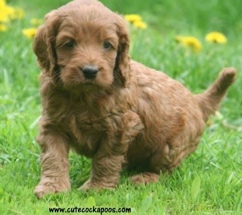 You might see them described that way; Cute Cockapoos: Progression of a Cockapoo Puppy, Week by ...
