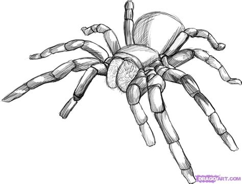 Cool Black And White Line Art Spider Art Spider Drawing Spider Sketch