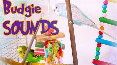 Budgie Sounds Parakeet Sounds Singing Flock Of Budgies For Lonely