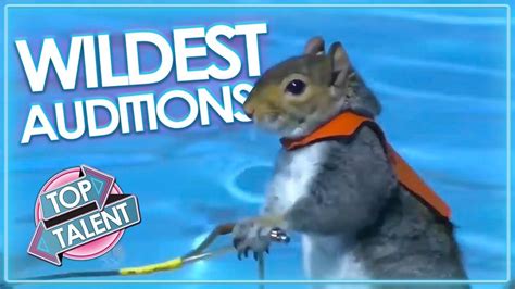 Wildest Animal Moments And Auditions On Got Talent Top Talent