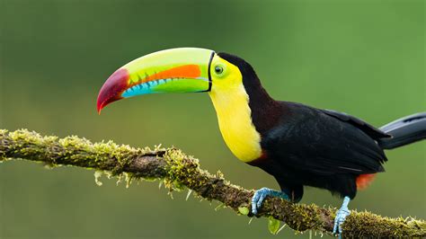 Animals Exotic Birds Toucan Colorful Birds On A Branch