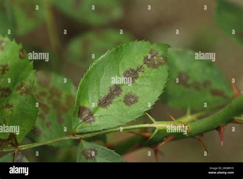 The Rose Black Spot Disease Caused By The Fungus Diplocarpon Rosae The