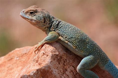 Common Collared Lizard Photograph By Elizabeth Budd Pixels