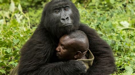Orphaned Gorillas Wow Onlookers As They Embrace Their Keeper With