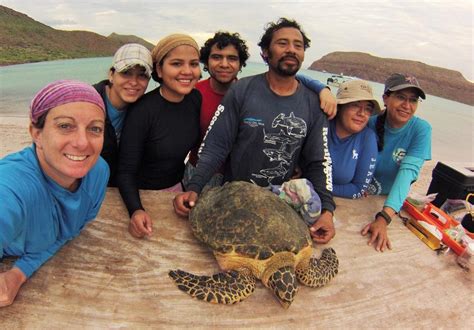 Seven Grants Awarded For Sea Turtle Conservation Oceanic Society