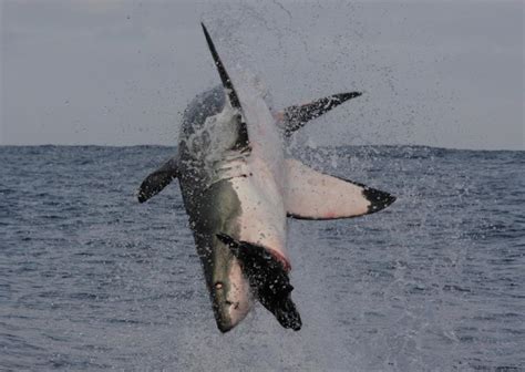 Great White Shark Breaching Sequence Frame 3 Smithsonian Ocean