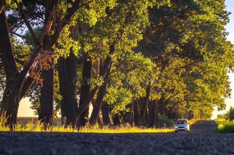 One Car Drives Along An Asphalt Road Along Large Trees At Sunset Early