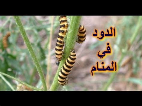 تفسير حلم نصف الجسم عاريا. تفسير حلم الدود الابيض في الشعر , تفسير رؤيه الدود الابيض ...