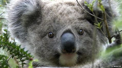 Koalas Hug Trees To Lose Heat Bbc News