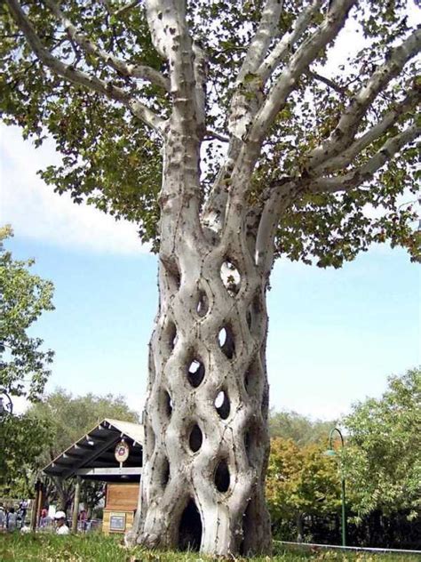 Unusual Trees KLYKER COM