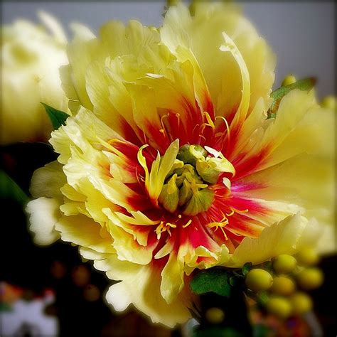 Check spelling or type a new query. yellow peony 1 | Yellow peonies, Peonies, Flowers