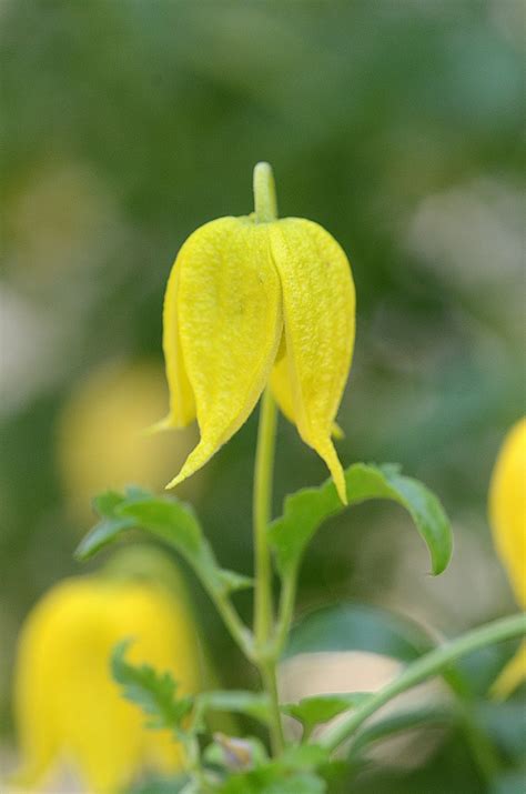 We did not find results for: Clematis tangutica (Golden Bell Clematis, Golden Clematis ...