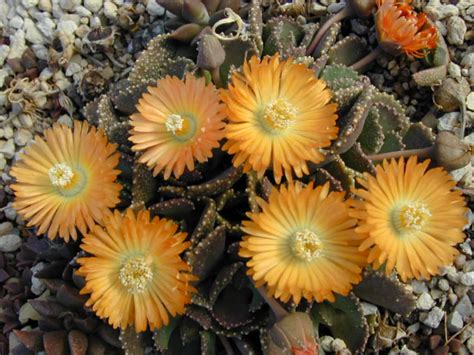 Can you use coffee grounds on your cactus? Aloinopsis malherbei - Giant Jewel Plant | World of Succulents
