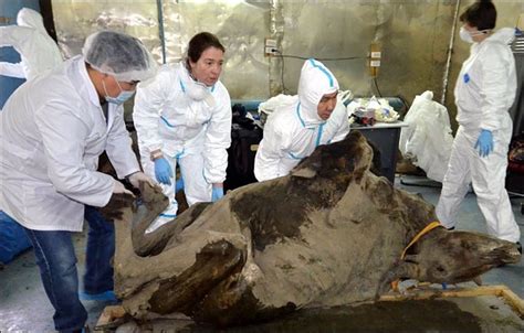 Practicarán La Autopsia A Un Bisonte Muerto Hace 9000 Años