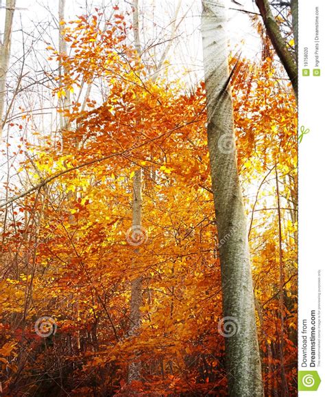 Golden Sun Rays In Autumn Forest Stock Photo Image Of Environment