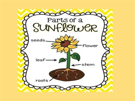 We use inquiry and the investigation methods. BASILIO SÁEZ - 2ND GRADE: Unit 4 Natural Science - The plant kingdom.