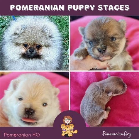 Understanding Pomeranian Growth Stages