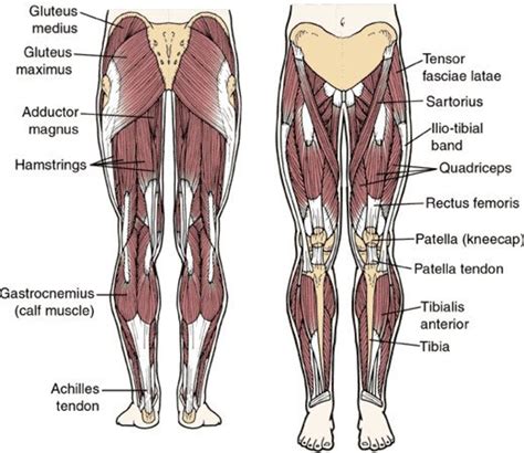 How To Develop Strong Muscular Thighs Caloriebee