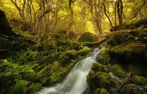 4k Forests Stones Waterfalls Trees Moss Stream Hd Wallpaper