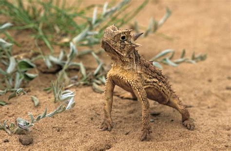 204 Captive Raised Texas Horned Lizard Hatchlings Released Into The Wild