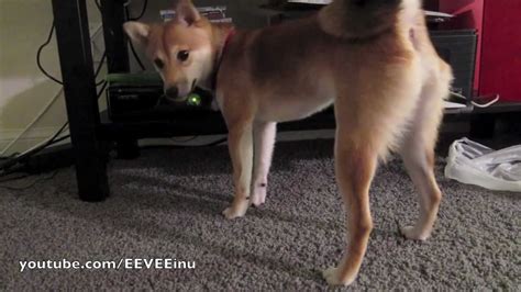 Xbox Remote Control Dog Dog Wants To Play Xbox360 Shiba Inu Puppy