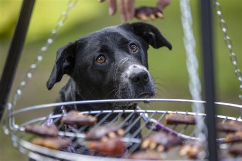 Pet Food Makers Think Beyond Animal Meat | TIME