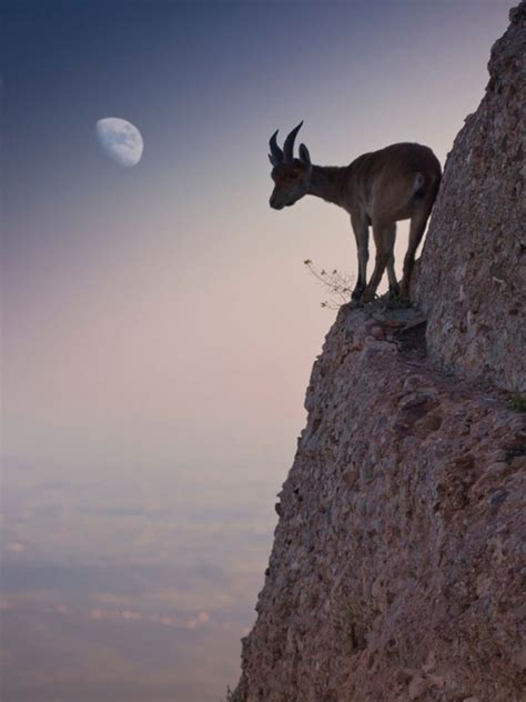 23 Photos That Prove Goats Have Incredible Cliff Climbing
