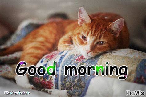 Good Morning Sleepy Cat Pictures Photos And Images For Facebook