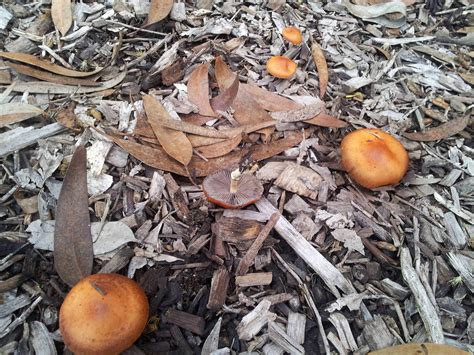 id request orange mushroom found in san diego mushroom hunting and identification
