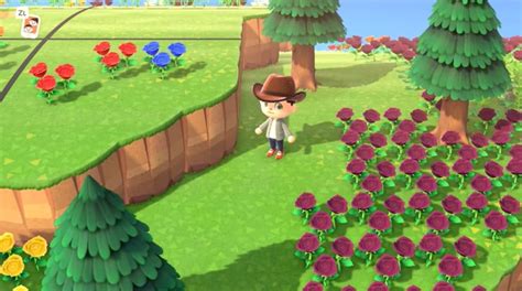 Cómo Obtener Rosas Azules Garantizadas Al 100 En Animal Crossing New