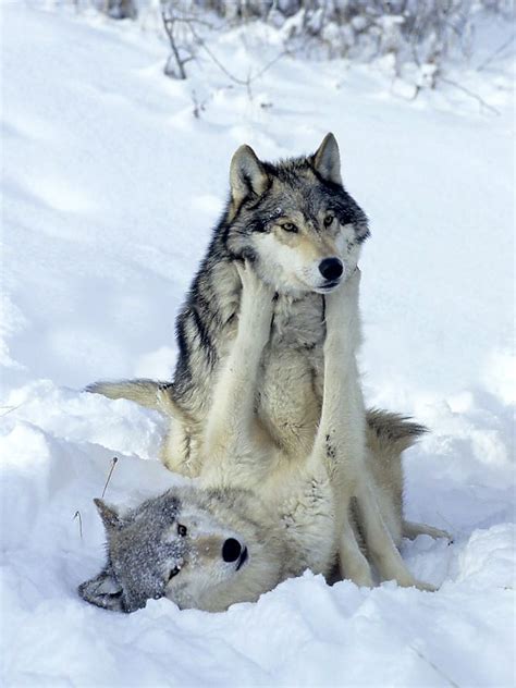 Playful Grey Wolves Wolf Dog Cute Animals Animals Beautiful