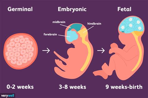 Desarrollo Embrionario Y Fetal Stages Of Fetal Development Prenatal