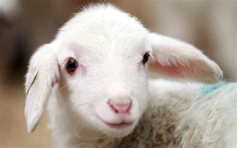 Lamb Wallpapers And Images Wallpapers Pictures Photos
