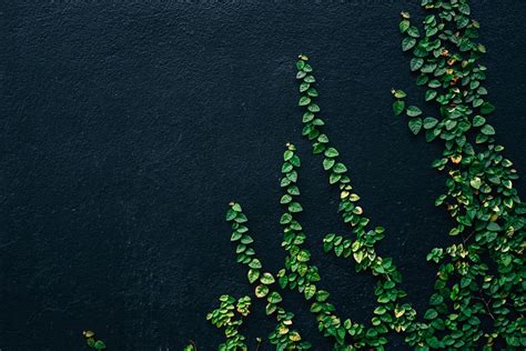 20 Best Free Green Pictures On Unsplash Green Pictures Pictures