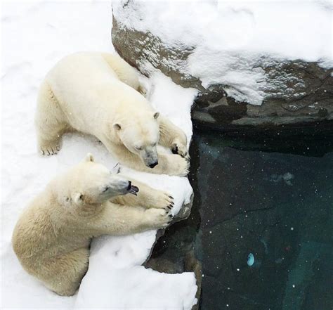 Ontario Is Home To The Largest Polar Bear Habitat In The World