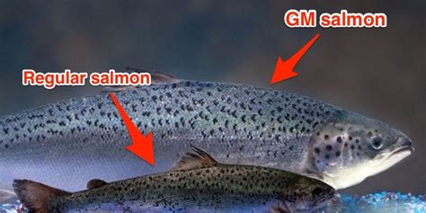 Fda Approves Gmo Salmon Business Insider