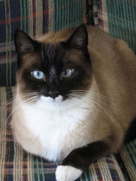 No cat, including siamese, are hypoallergenic. 35 Cats With Totally Cool Markings | Snowshoe cat, Cat ...