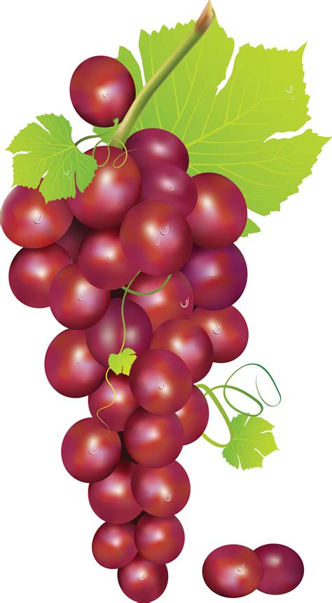 Grapes Grape Art On Grape Vines Clip Art Free And Clip Art Clipartix