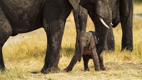 A Cute Newly Born Baby Elephant Struggles To Stand Up Youtube