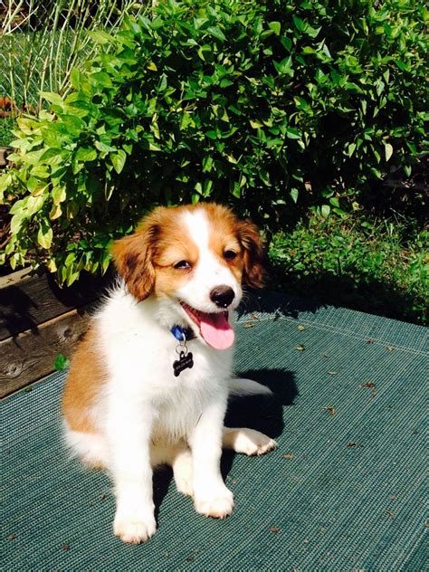 Kooikerhondje Puppy 3 Months Dogs And Puppies Cute Animal Pictures