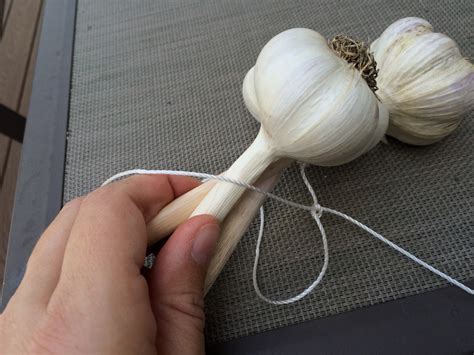 Mi Lake Home Garden How To Tie Hard Neck Garlic For Decorative Hanging