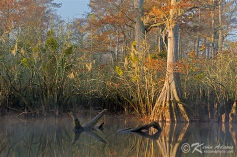 Three Sisters Swamp On The Black River North Carolina River North